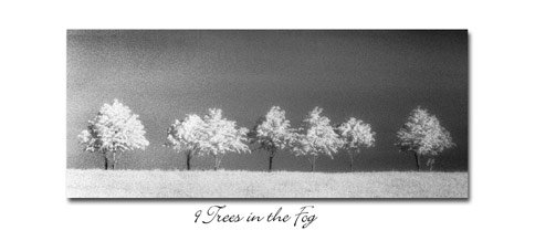 Trees in the Fog